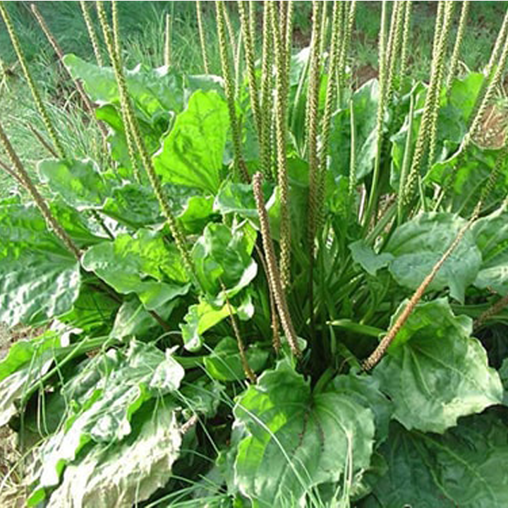 Trà Cây mã đề ( Cây mã để khô - Cây xa tiền thảo)  - Sản phẩm hữu cơ tự nhiên - Gói 500gr