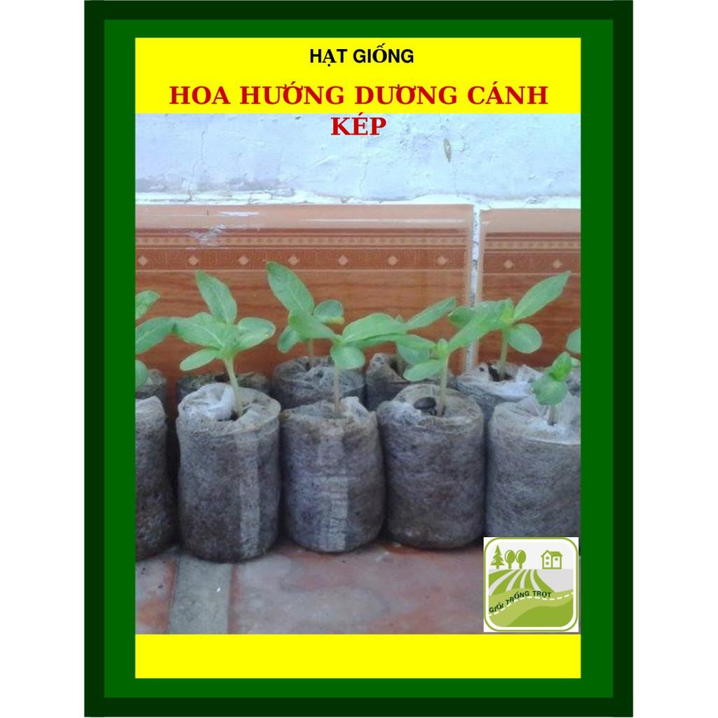 1gram Hạt Giống Hoa Hướng Dương, Vàng Đẹp, Hoa Cánh Kép