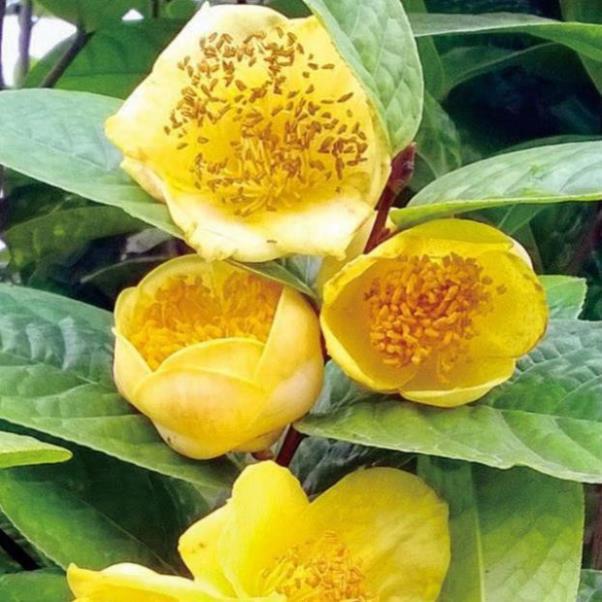 Sản phẩm CÂY GIỐNG TRÀ HOA VÀNG