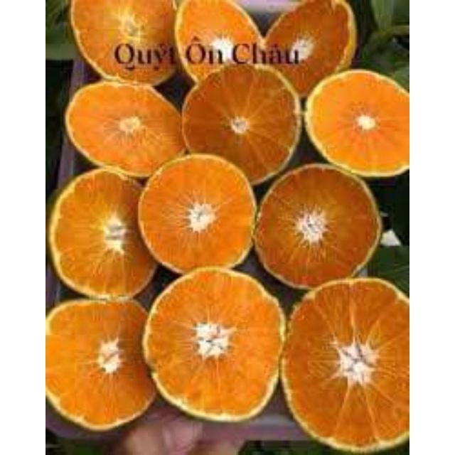 CÂY GIỐNG QUÝT ĐƯỜNG ÔN CHÂU