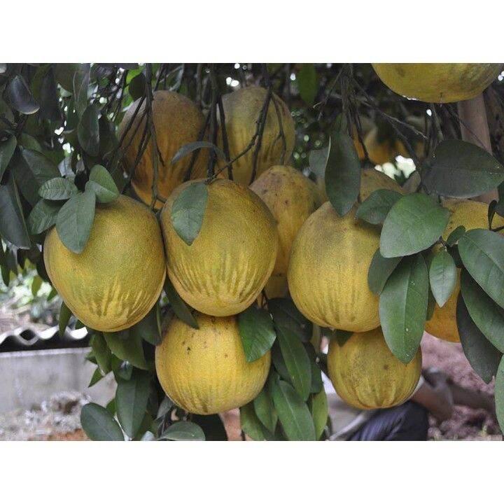0Cây giống bưởi đỏ Tân Lạc