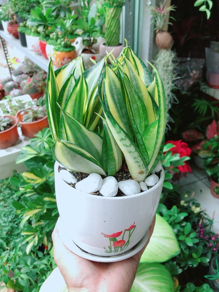 Chậu Cây Lưỡi Hổ Thái Vàng