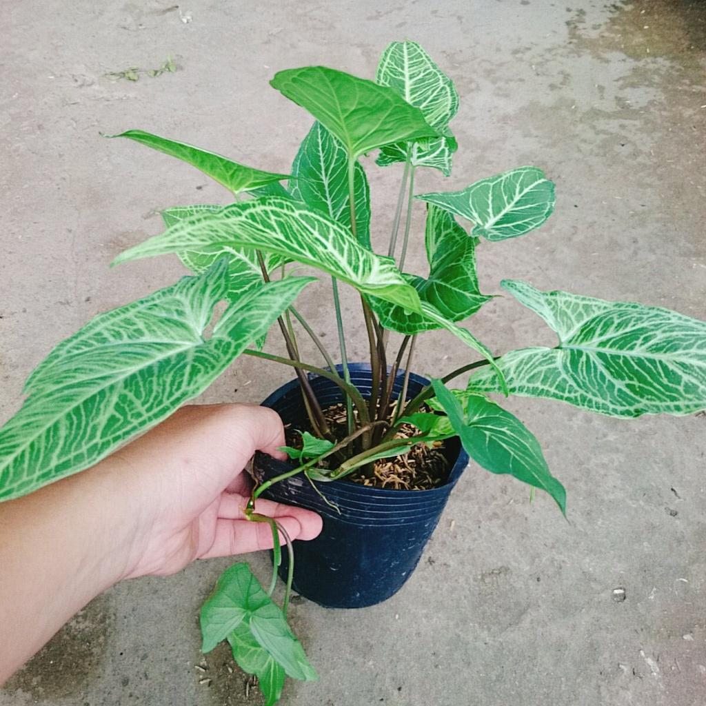 Cây Trầu Bà Thái - cây cảnh để bàn + tặng phân bón cho cây