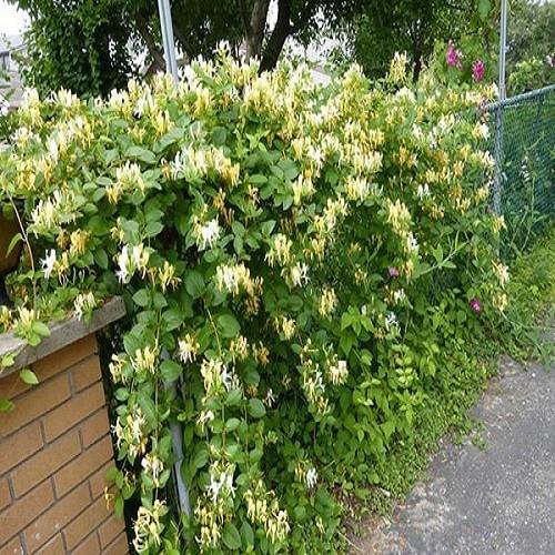 02 Cây Giống Kim Ngân Hoa Khỏe 981SP