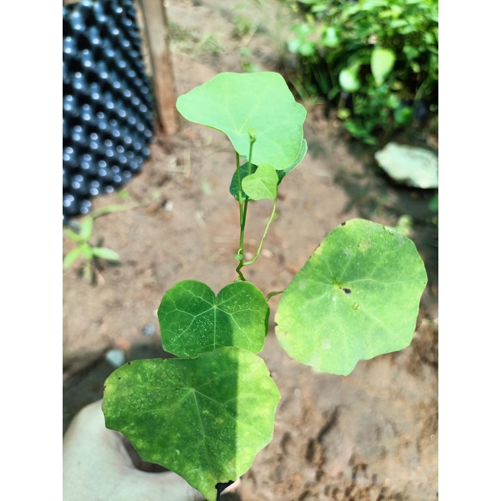 Cây giống bình vôi