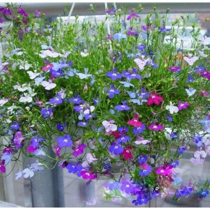 Hạt giống hoa Cúc Lobelia Nhiều màu CT372 - Gói 50 hạt