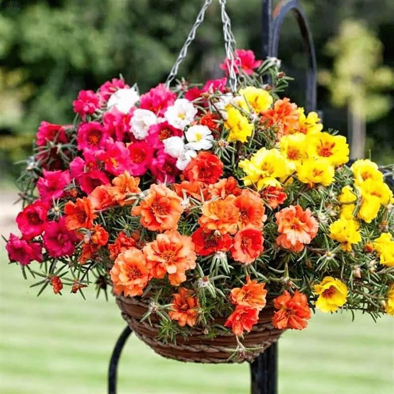 1000 Hạt Giống Hoa Các Loại ĐỒNG GIÁ - NGUYÊN GÓI - TỶ LỆ NẢY MẦM CAO