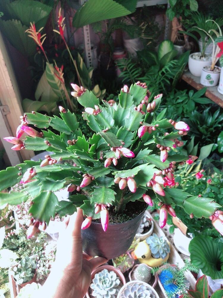 Chậu Cây Càng Cua