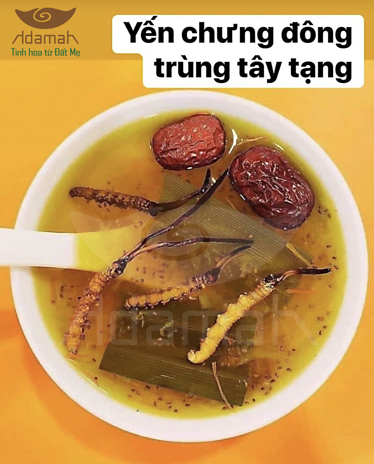 ĐÔNG TRÙNG HẠ THẢO HOANG DÃ NEPAL