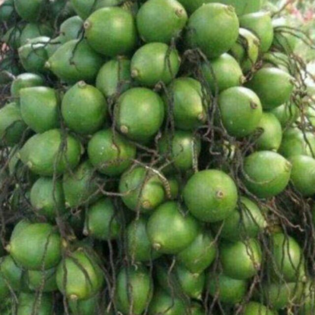 Cây giống CAU LÙN - Cây giống chuẩn F1