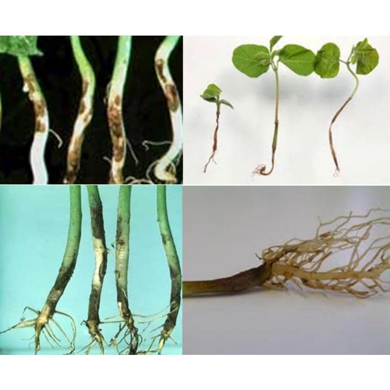 Xử lý nấm Bách bệnh Anhet 75wp, Thối nhũn cây con, phấn trắng, rỉ sắt, thán thư, mốc sương