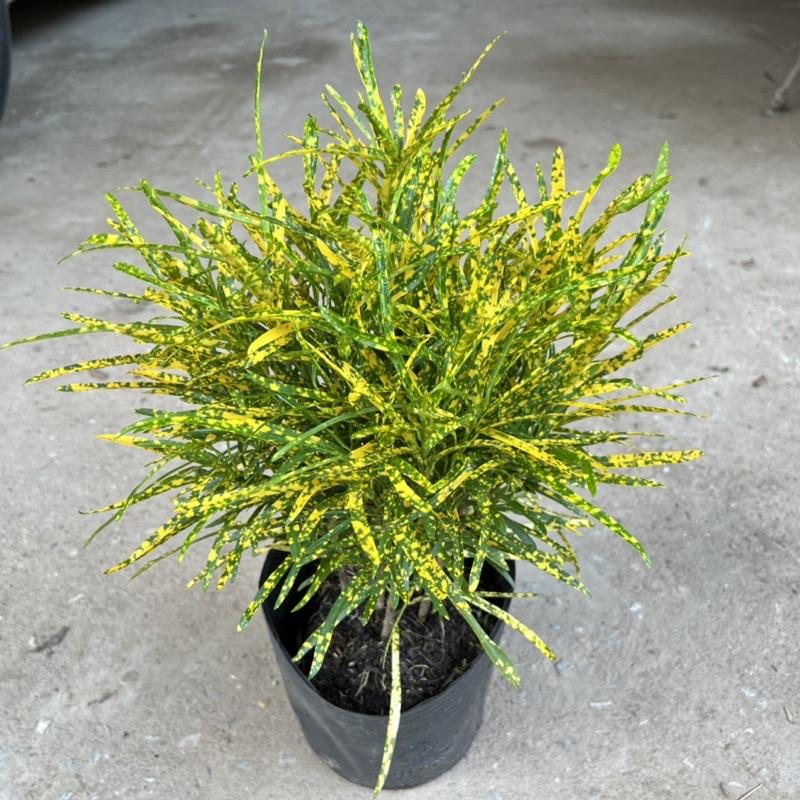 Cây cô tòng đuôi lươn cao 25-30cm, cây cảnh trang trang trí quán cà phê, ban công, sân vườn và ven tường