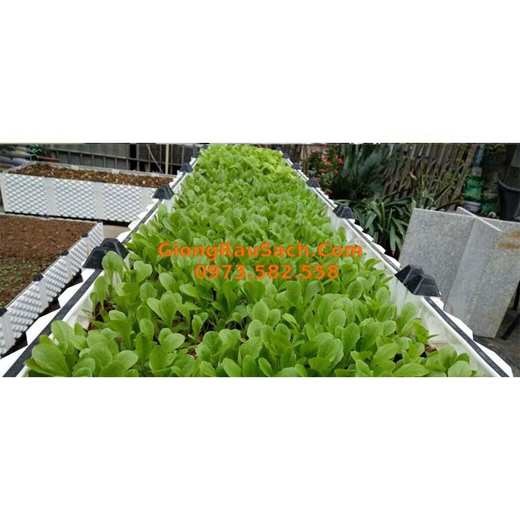 Luống Ghép Thông Minh Trồng Rau Sạch Tại Nhà 300x100x22cm