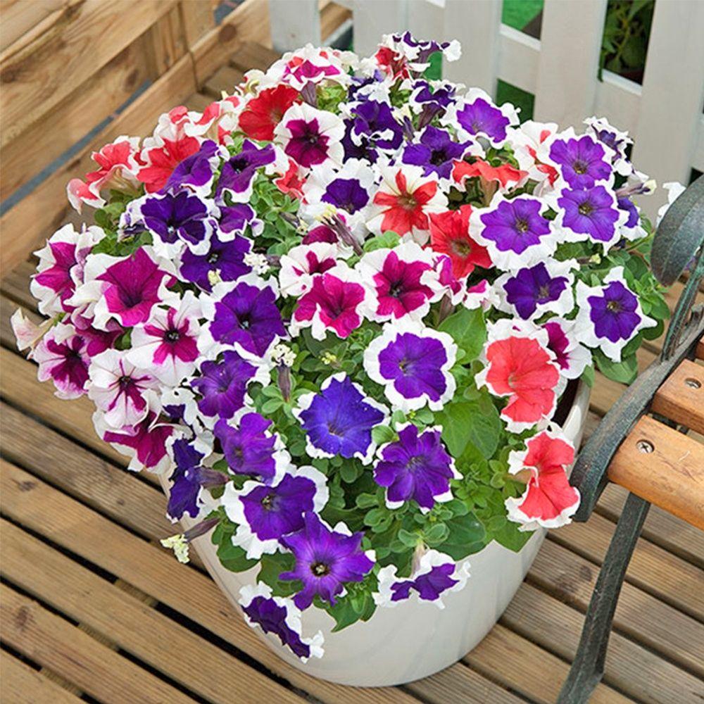 Hạt giống hoa dạ yên thảo viền mix PN537