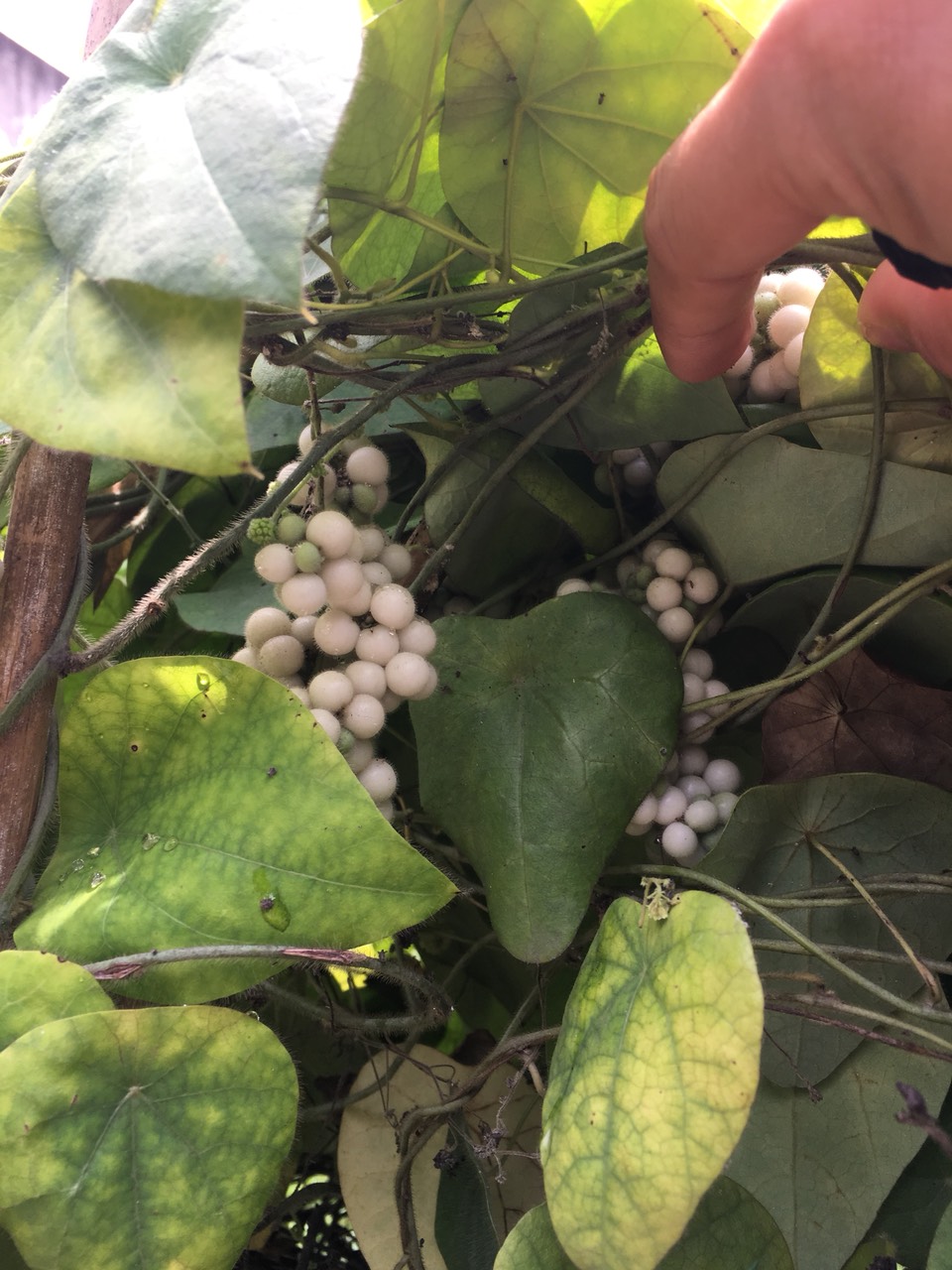 Hạt giống sâm lông 3 gói