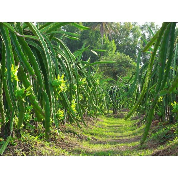 Cây giống Thanh Long Vỏ Xanh Ruột Đỏ