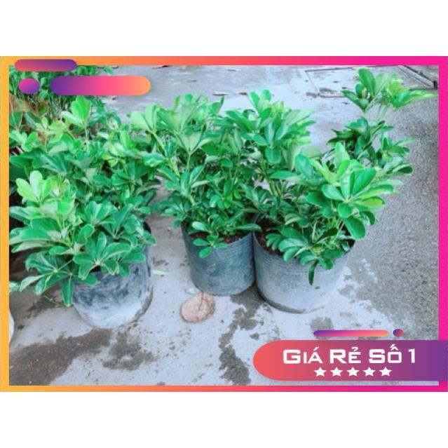 Ngũ Gia Bì Size Đại