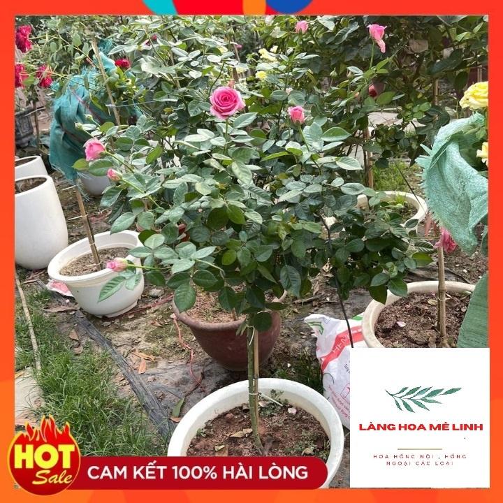 Hoa Hồng Lafont Pháp Thân Gỗ đáng tree - bông khủng, hương thơm cổ điển