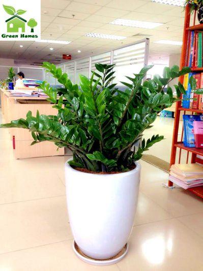 CÂY KIM TIỀN [ CÂY PHONG THỦY TỐT &amp; ĐẸP NHƯ HÌNH ] &amp;