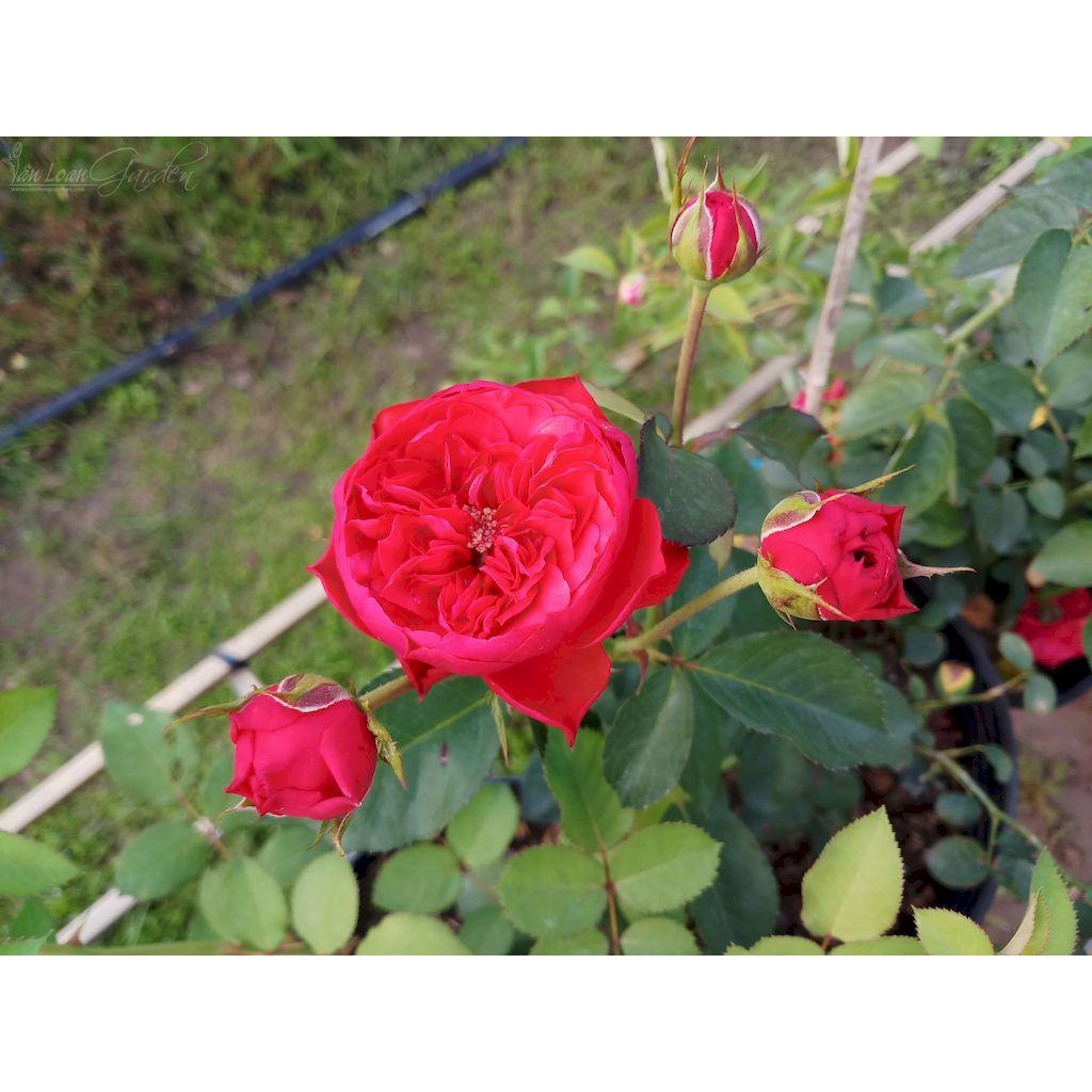 Hoa hồng ngoại Red Monte đỏ cực đẹp