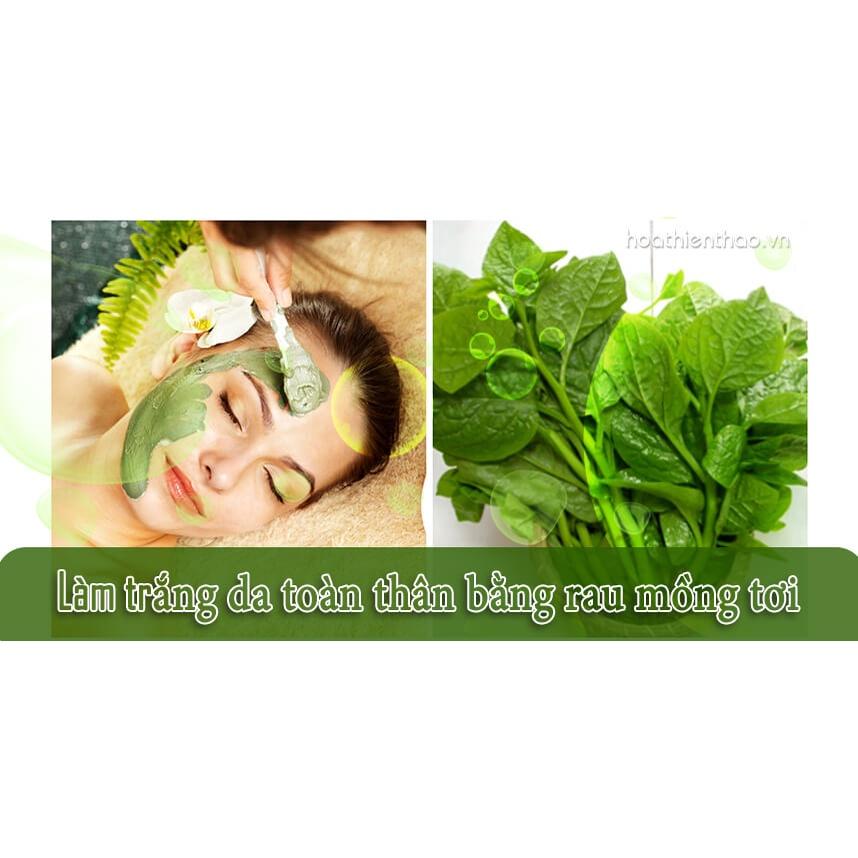 Hạt giống Mồng Tơi 20g. Rất dễ chăm sóc