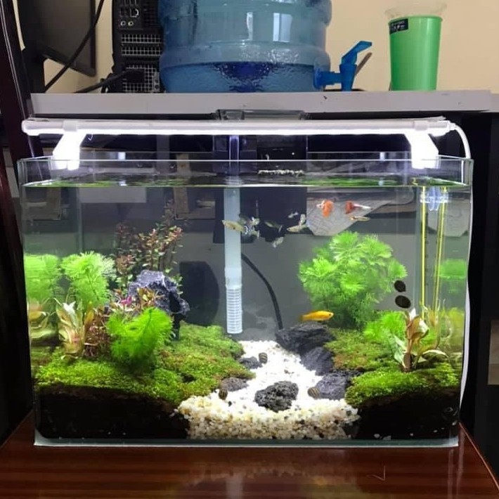 Bể cá mini , Nhiều kích thước lựa chọn, đầy đủ phụ kiện trang trí.