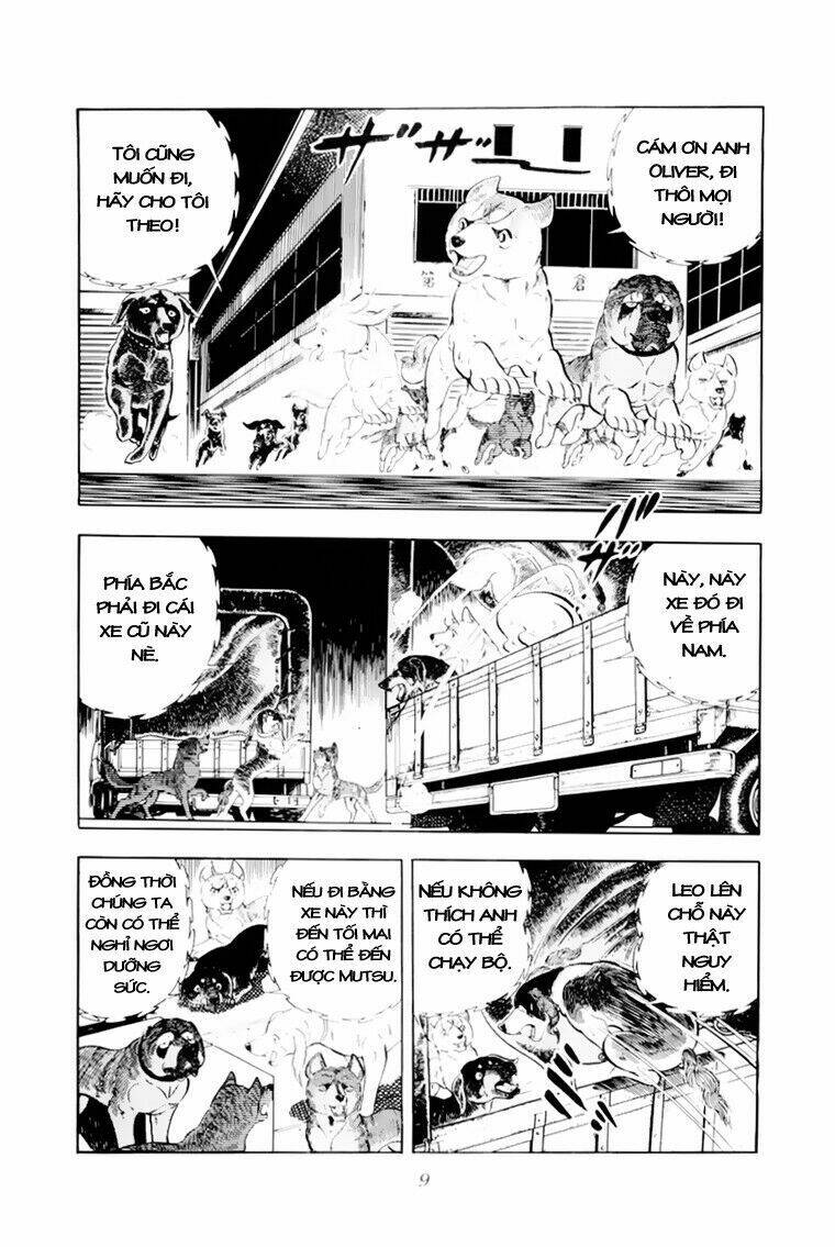 chú chó có nghĩa - ginga nagareboshi gin chapter 31 10