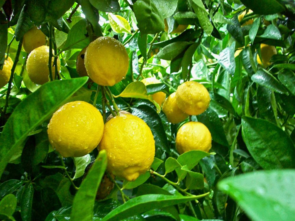 CÂY GIỐNG CHANH VÀNG TỨ QUÝ
