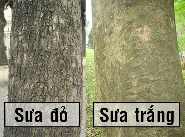 Cây giống sưa đỏ f1