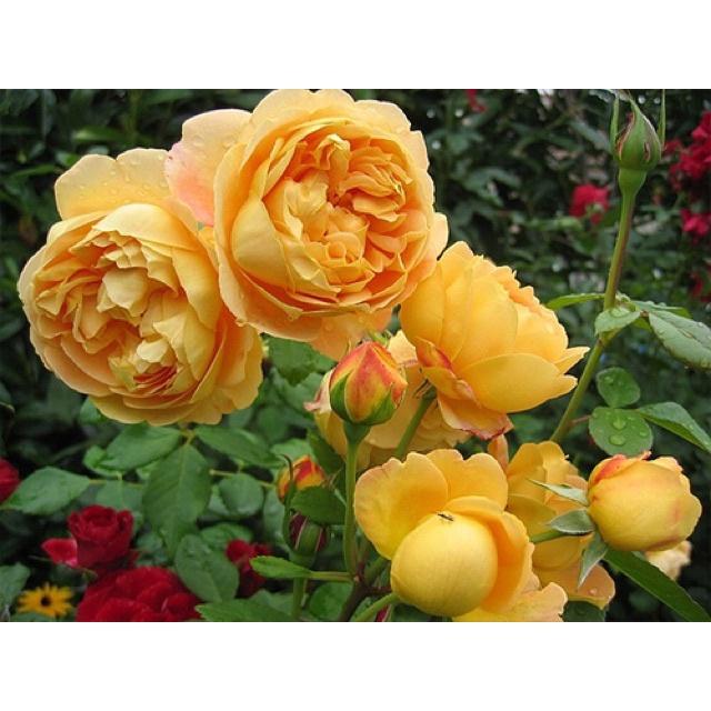 Hoa hồng Golden Celebration Rose-bầu to lớn, cây trưởng thành trưởng thành