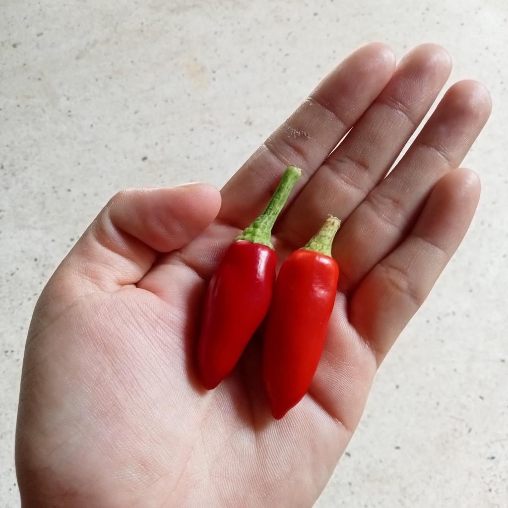 Combo 9 Gói Hạt Giống Ớt Cay