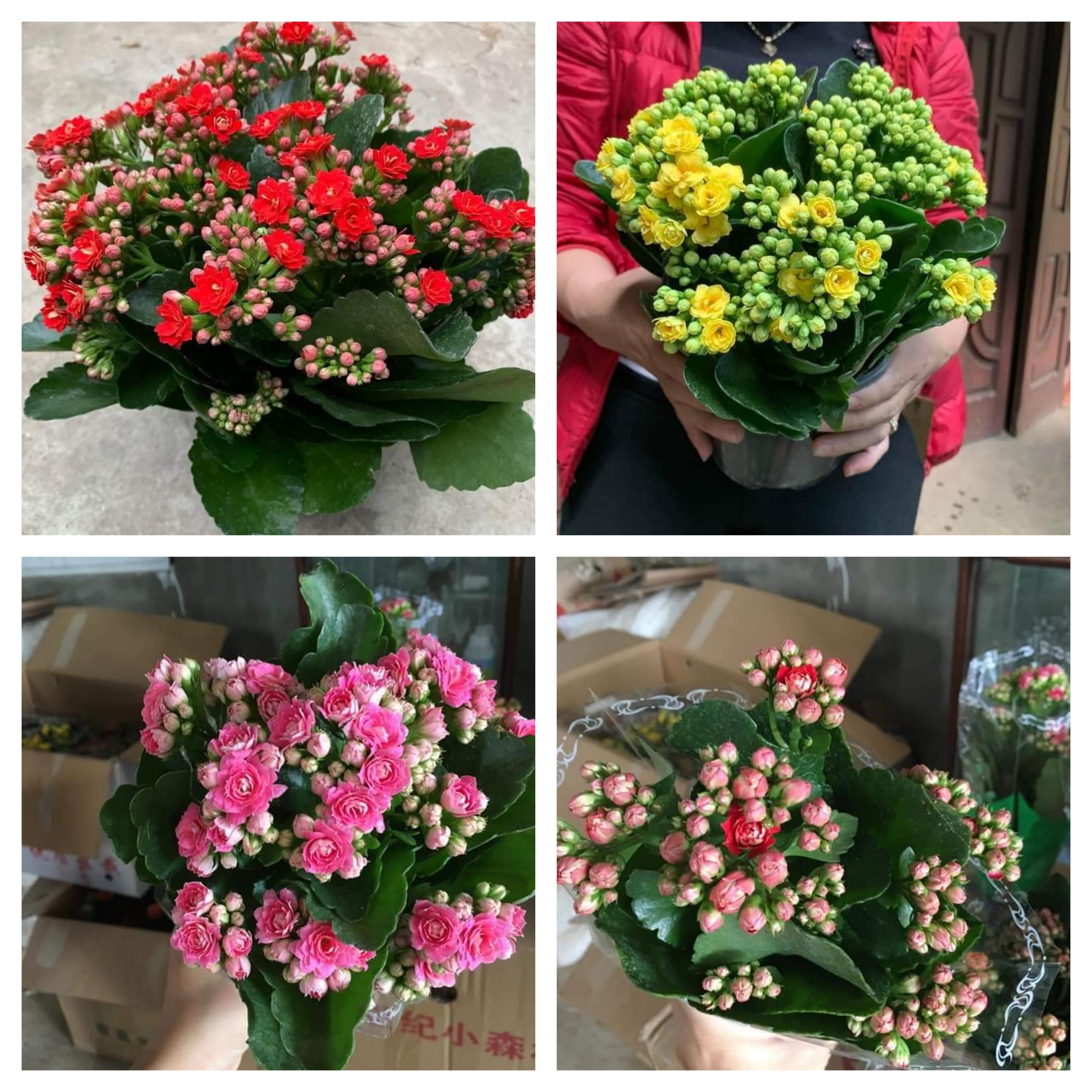 Cây hoa trường sinh hay cây hoa bỏng