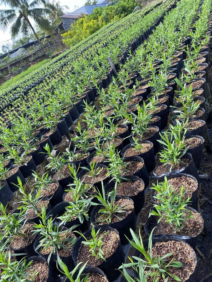 Bầu ươm cây 26x21a 1kg 50 bầu