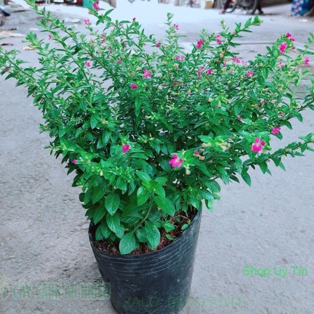 Cây Cẩm Tú Mai