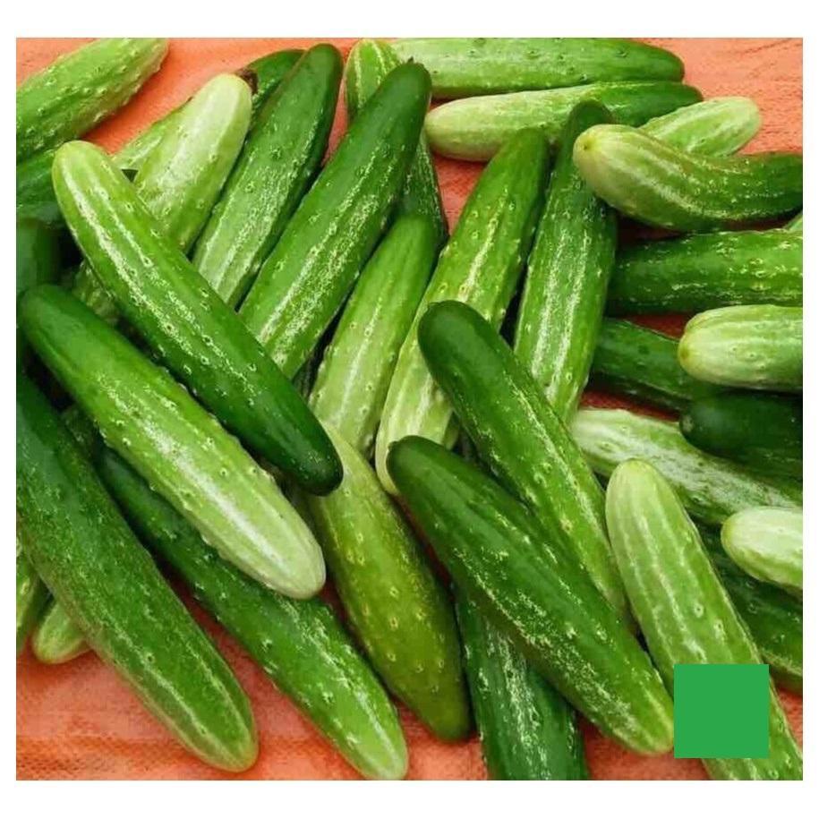 HẠT GIỐNG DƯA NẾP LAI GÓI 1G - TỶ LỆ NẢY MẦM CAO