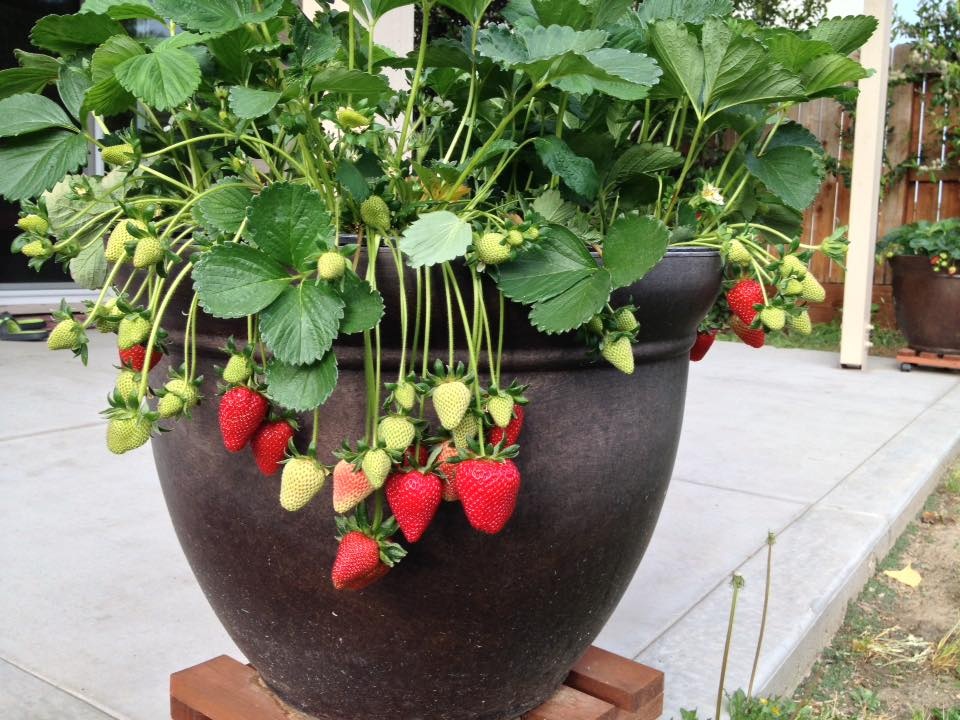 Hạt Giống Dâu Tây Chịu Nhiệt F1 High Quality Seeds - Nảy Mầm Cực Chuẩn