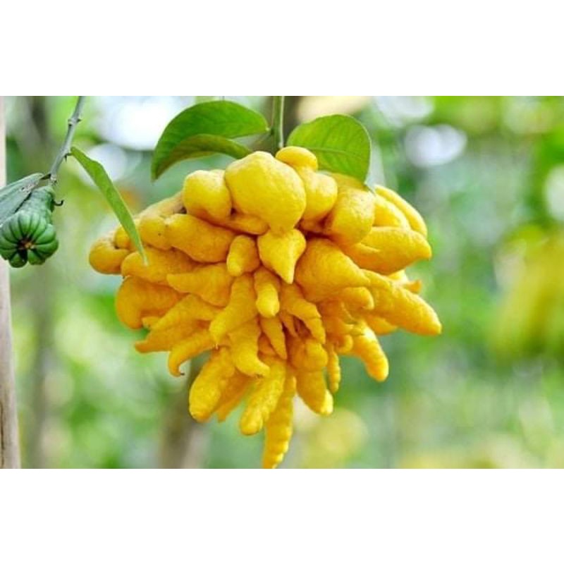 Cây giống phật thủ siêu trái