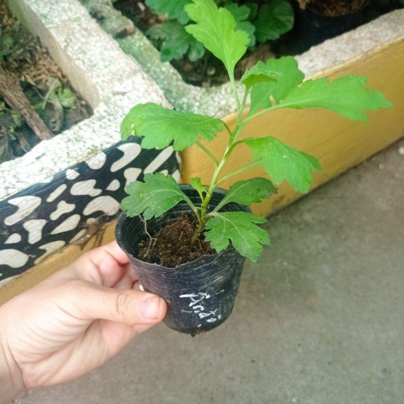 Cúc rủ Ấn Độ Đỏ