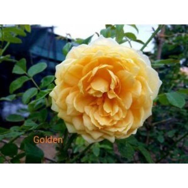 Hoa hồng Golden Celebration Rose-bầu to lớn, cây trưởng thành trưởng thành