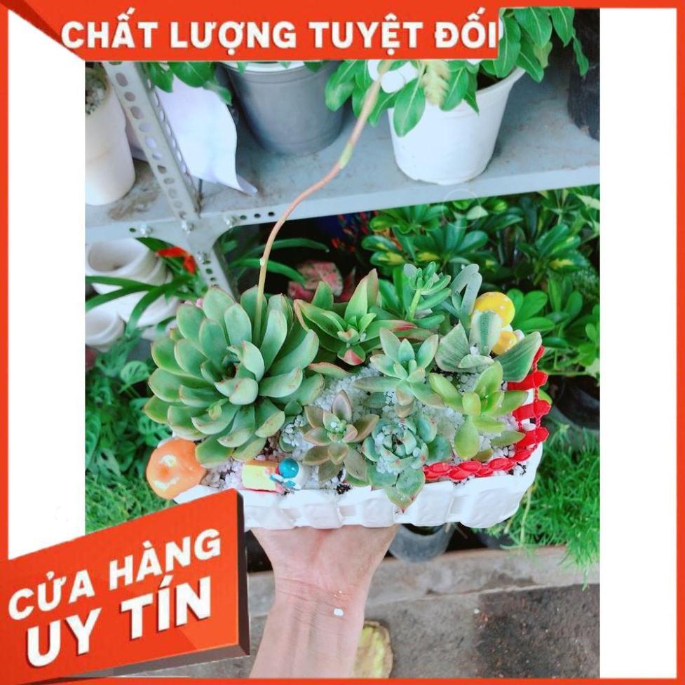 Chậu sen đá tiểu cảnh Nhiều Người Mua