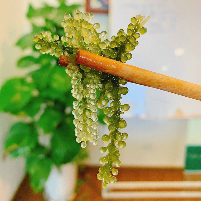 Rong Nho Tách Nước Tasami Kèm Xốt Mè Rang - Hộp 175g