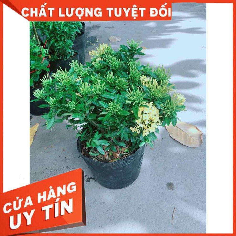 Cây Trang Thái Vàng Nhiều Người Mua