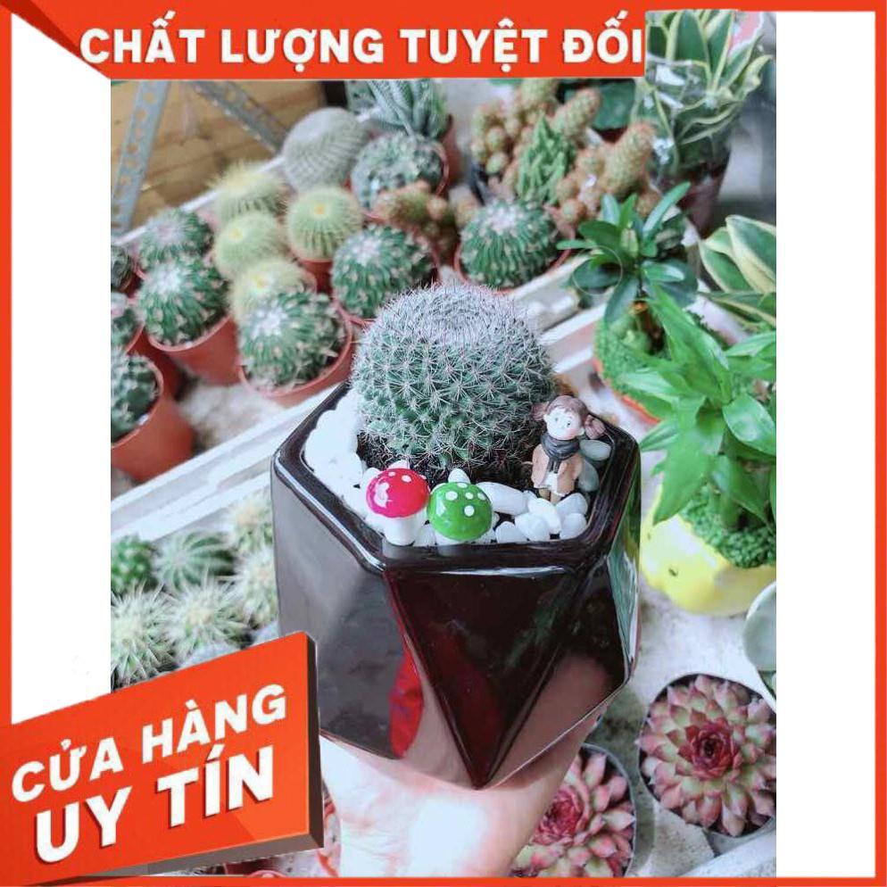 Chậu Xương Rồng Nhiều Người Mua