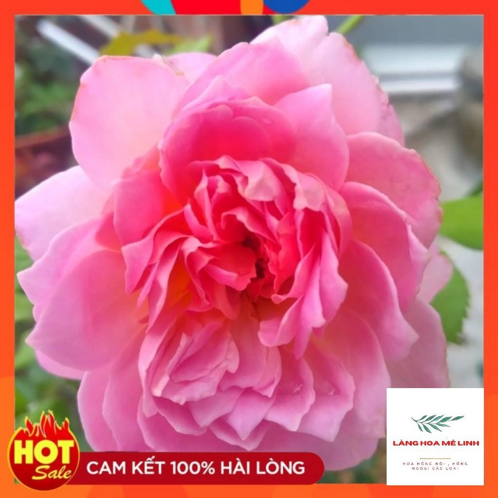 Hoa hồng ngoại Jubilee Celebration rose Bông lớn , Hương thơm đậm,Lặp bông nhanh