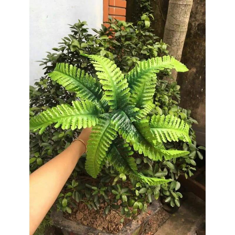Cây lá điểm nhỏ các loại
