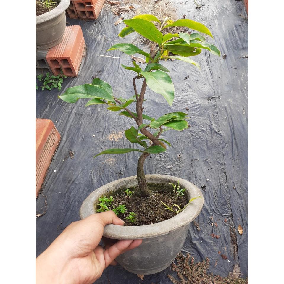 Cây Mai Giảo Phú Tân cây ghép 2 mùa liền cốt