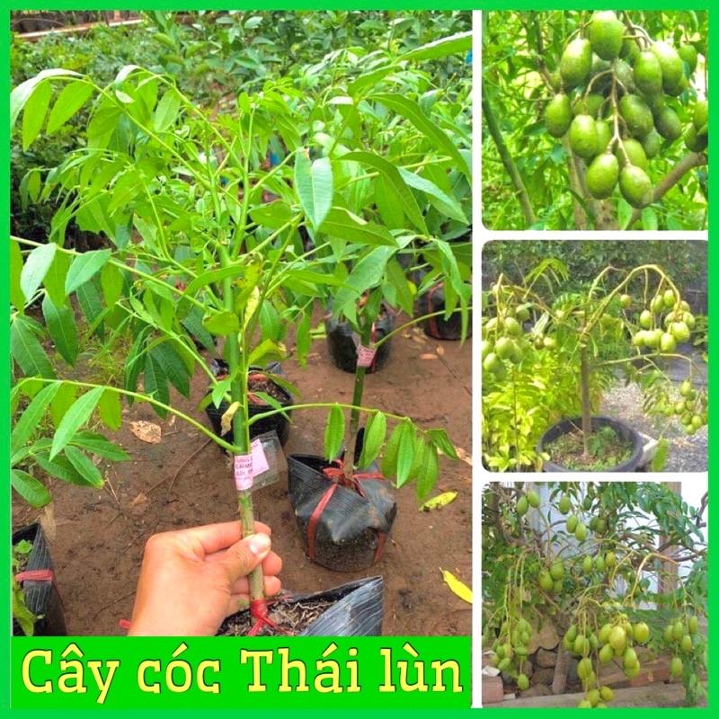 Cây cóc thái lùn siêu quả trồng chậu 6 tháng ra quả không sâu bệnh dễ chăm sóc