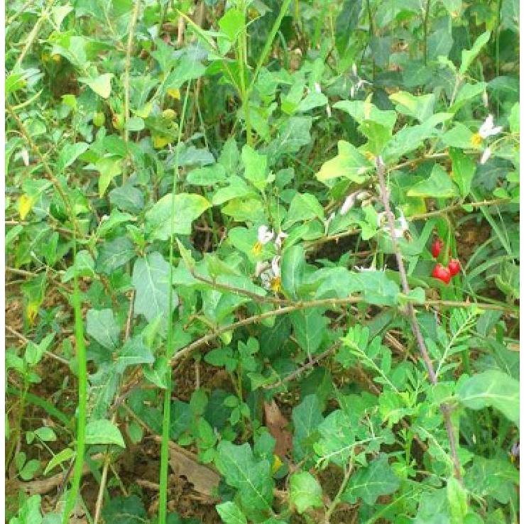 Hạt giống cây dược liệu cà gai leo-Gói 50 hạt/tặng kèm gói phân bón lót
