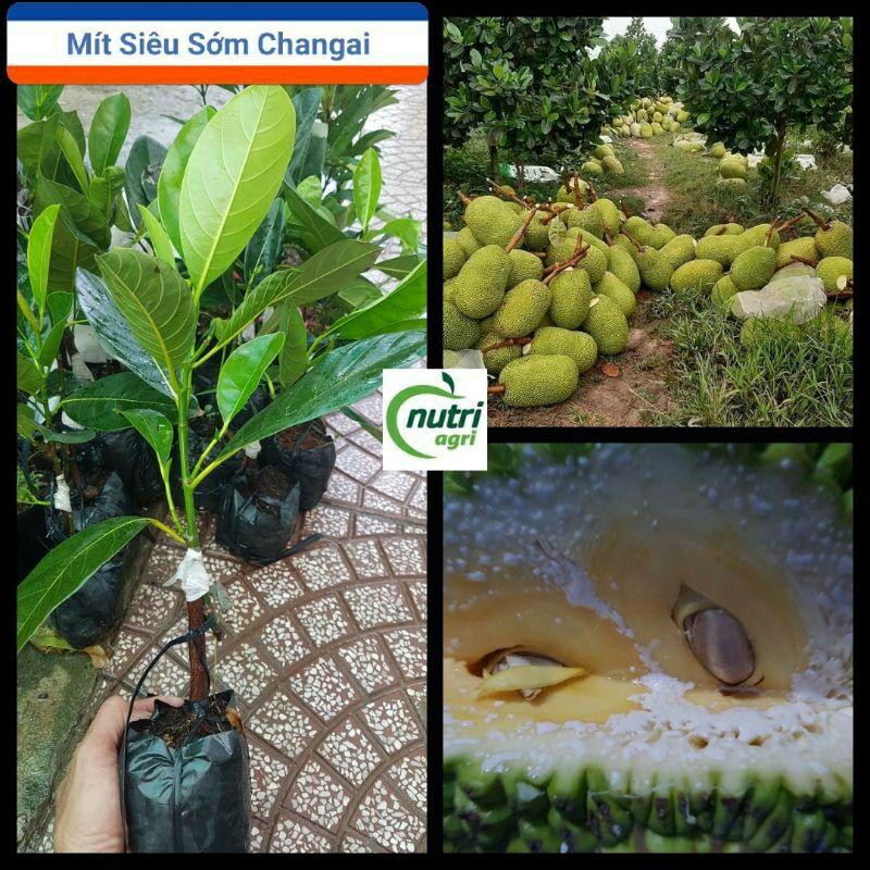Cây Giống Mít Thái Siêu Sớm Changai Siêu Ngọt - Cây Giống Mít Thái Sai Quả Cây Bền Dễ Trồng