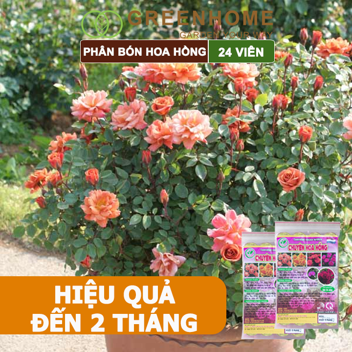 Phân Bón Hoa Hồng Greenhome, Gói 24 Viên, Giúp Cây Đâm Chồi, Thân Mập, Nhiều Nụ, Hoa To, Thắm Màu, Lâu Tàn